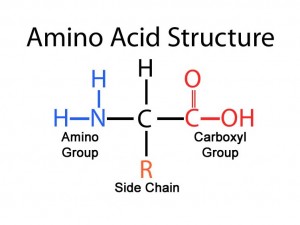 AMINO ACIDS, CLASSIFICATION AND FUNCTIONS